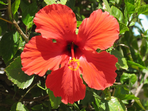 Hibiskus, kein Tee