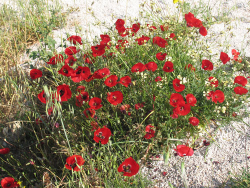 Mohn im Mai in Korinth