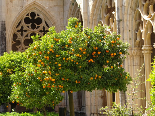 Orangen in Spanien (Santescreus)