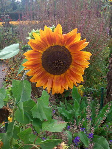 Sonnenblume in Seebüll