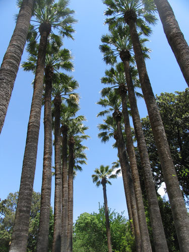 Palmenallee Jordanien