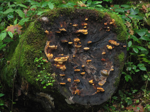 Neues Leben aus totem Holz