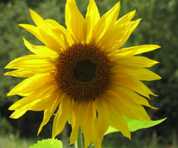 Sonnenblume Bronica